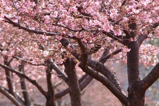 桜の撮影会2018　～宇都宮城址公園の河津桜～_e0227942_22452916.jpg