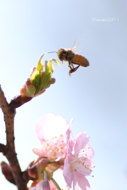 桜の撮影会2018 ~宇都宮城址公園の河津桜~_e0227942_22514877.jpg