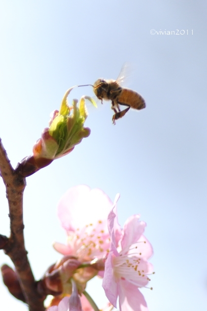 桜の撮影会2018　～宇都宮城址公園の河津桜～_e0227942_22514877.jpg