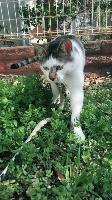 c0182843_12145903.jpeg