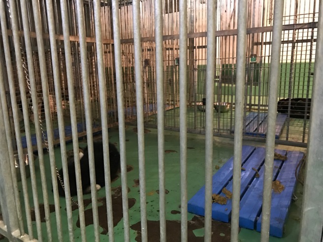 「人と動物が共生するいわて」を目指して〜岩手県と盛岡市との共同で動物愛護センター設置へ!〜_b0199244_07140716.jpg