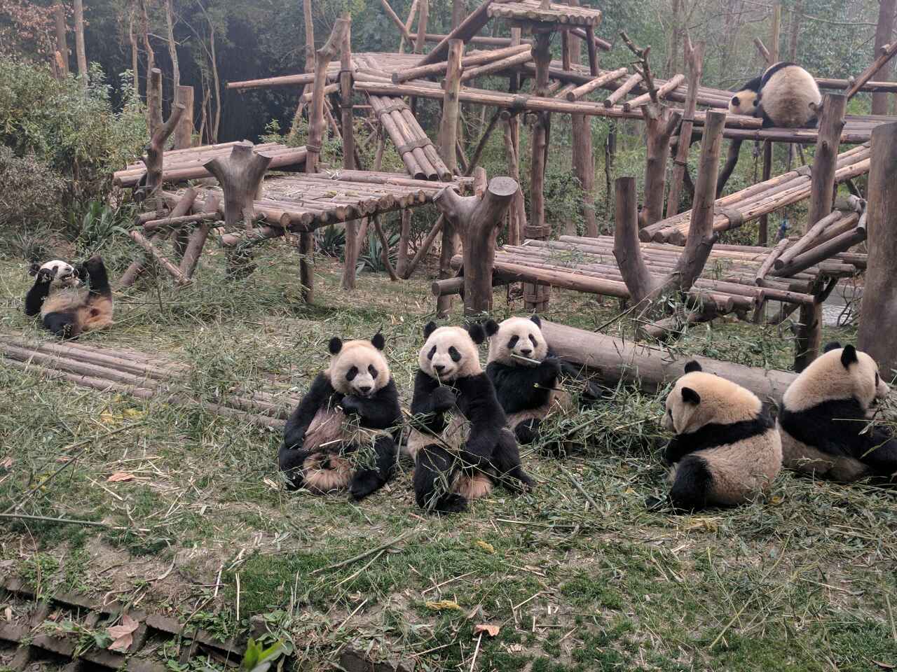 成都パンダ動物園　第２弾！！_f0227248_14394991.jpg