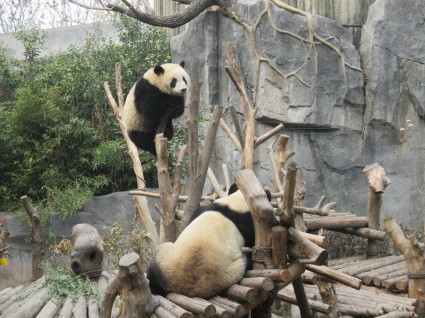 成都パンダ動物園　第２弾！！_f0227248_14592574.jpg