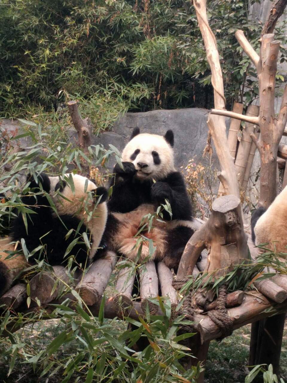 成都パンダ動物園　第２弾！！_f0227248_15212714.jpg