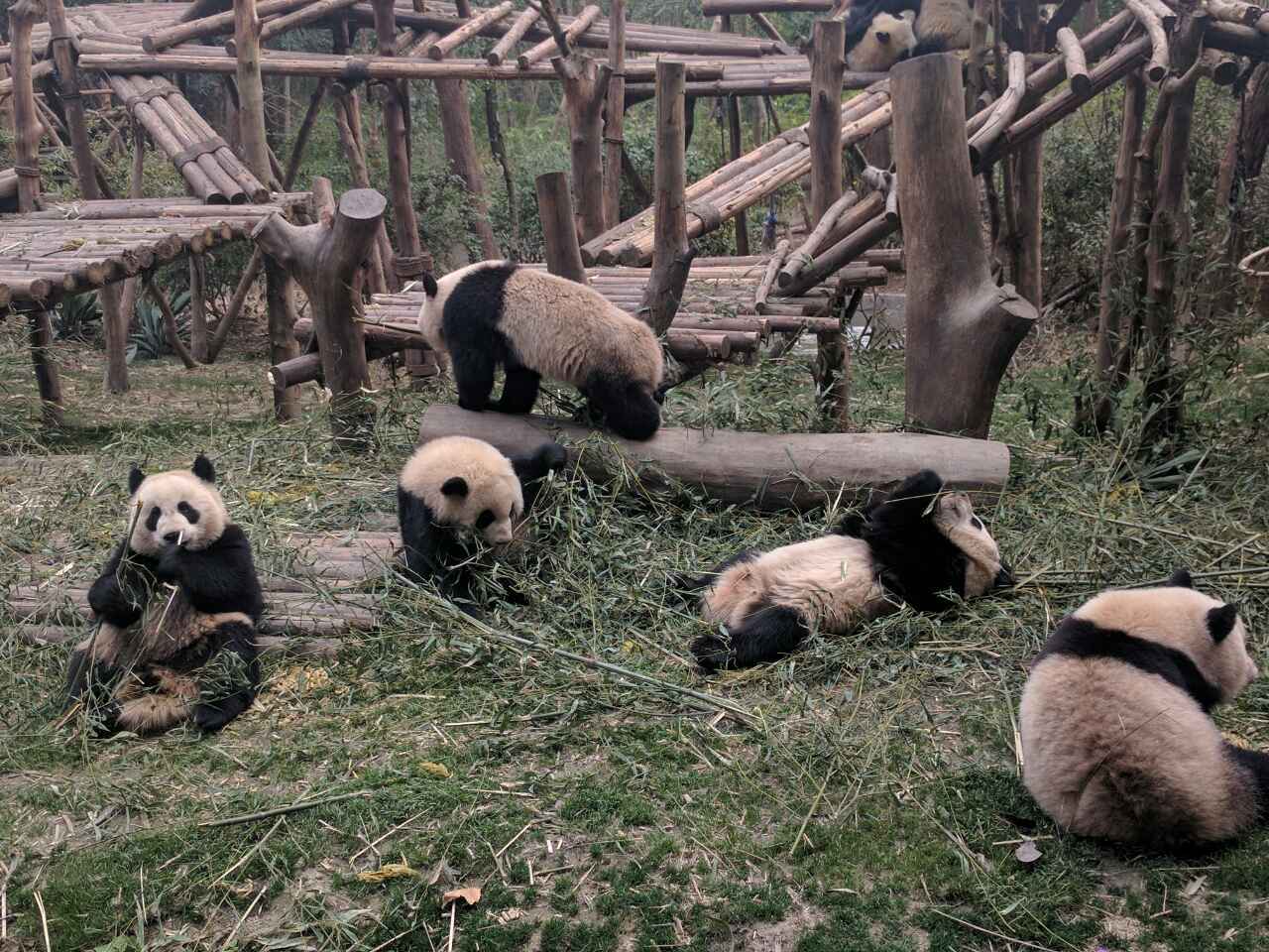 成都パンダ動物園　第２弾！！_f0227248_18180619.jpg