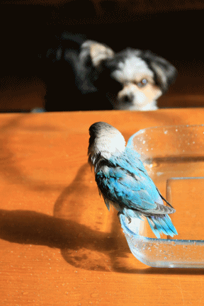c0145250_10395774.gif