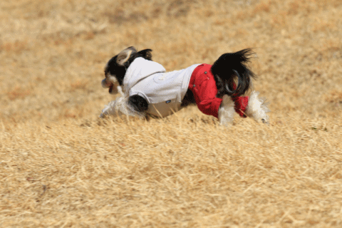 c0145250_10554882.gif