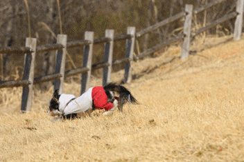 c0145250_10555132.gif