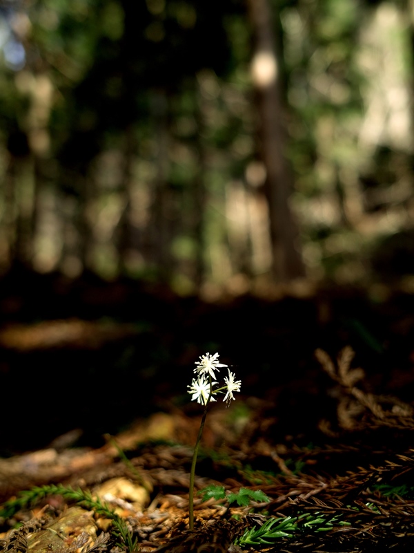 涅槃会の団子つくり・・・春告げ花、オウレン_d0005250_17343379.jpg