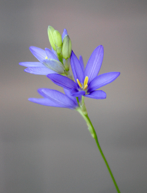 a0001354_22225895.gif