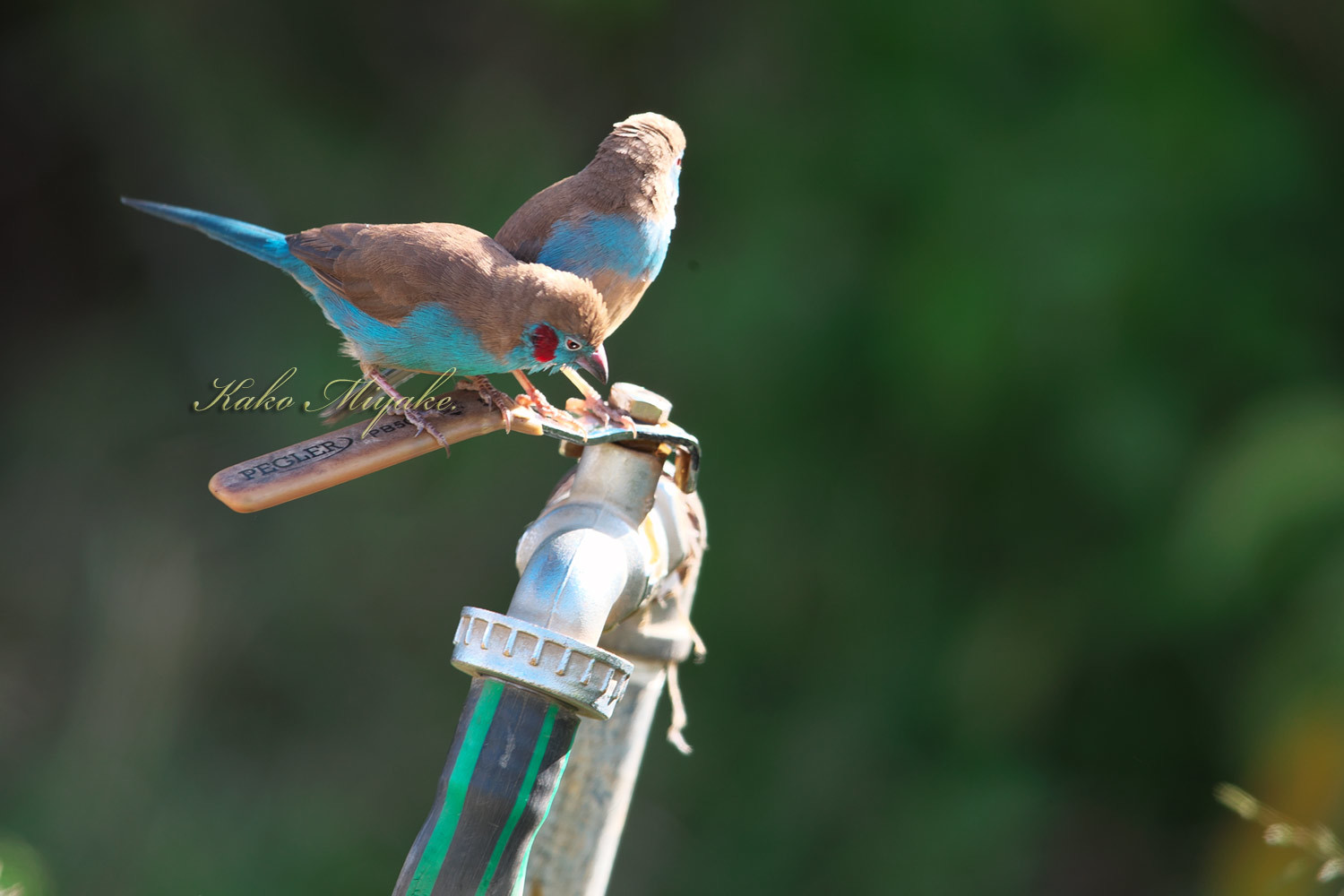 セイキチョウ 　Red-cheeked Cordon-bleu_d0013455_19174102.jpg