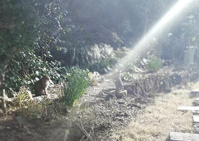 c0152274_23060978.gif
