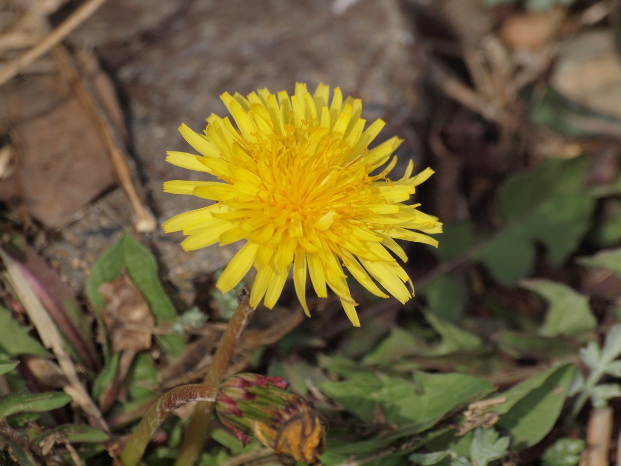 d0054276_20252027.jpg