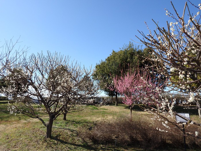 d0054276_20303048.jpg