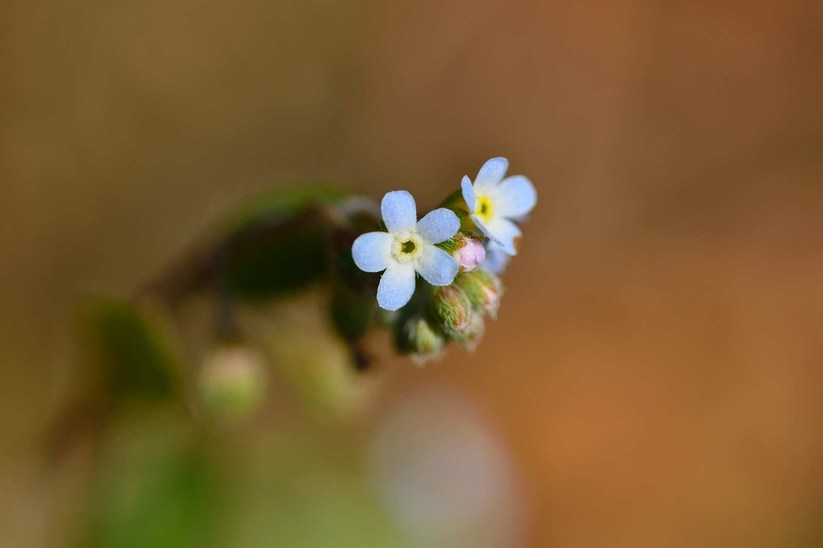 奥多摩方面の花_d0328977_22175624.jpg