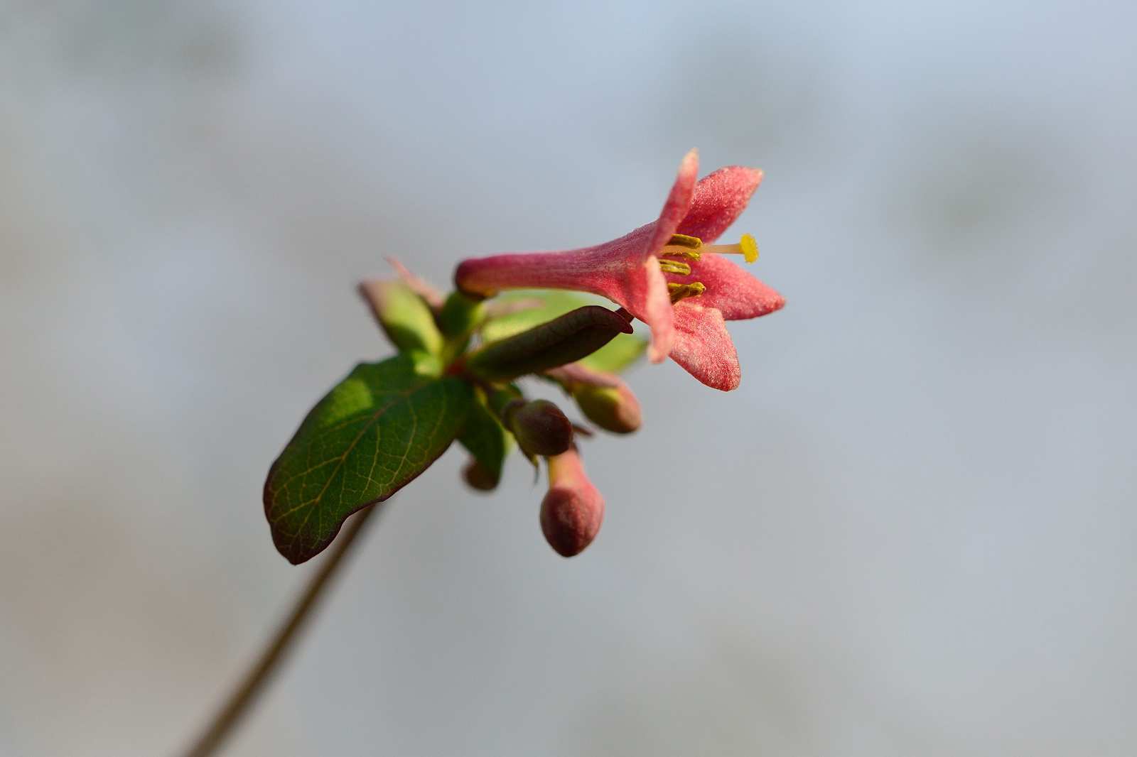 奥多摩方面の花_d0328977_22180819.jpg