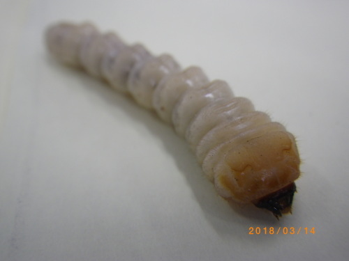 カミキリムシの幼虫_e0290580_21282055.jpg