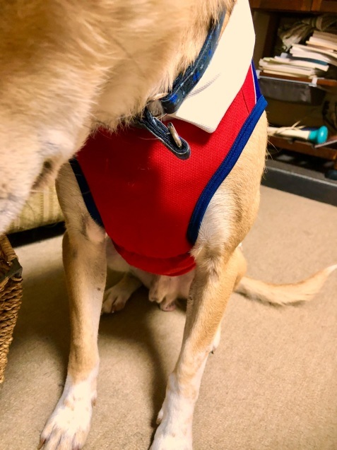 c0332184_20452409.jpeg