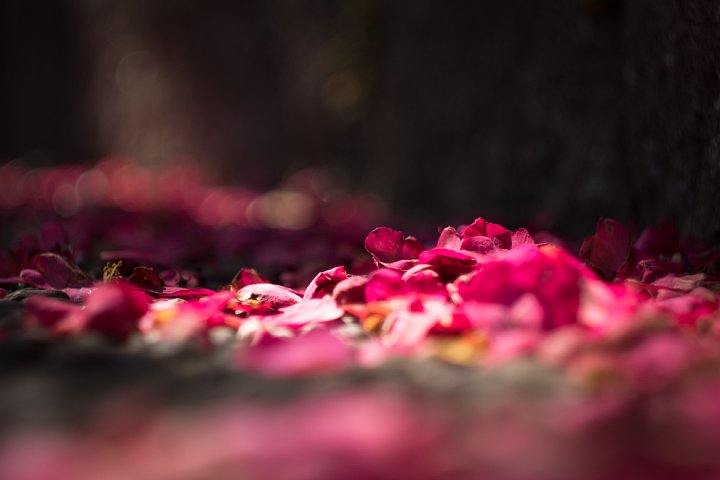 冬の終わりを告げる濃紅色_d0353489_1603679.jpg