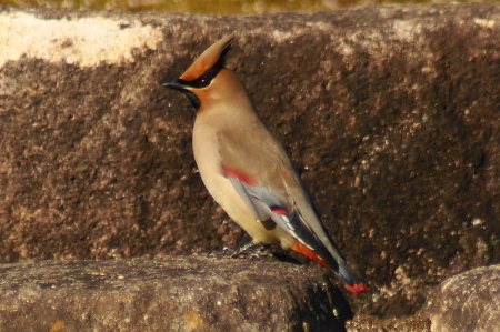 a0206496_17561534.jpg
