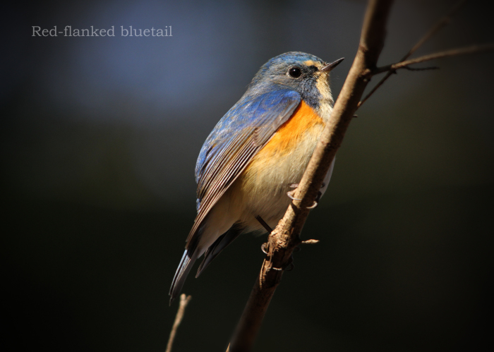 ルリビタキ：Red-flanked bluetail_b0249597_17465312.jpg