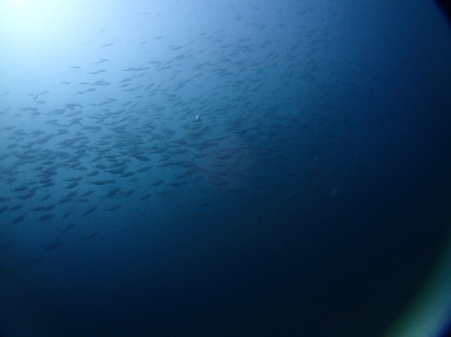 e0115199_15400785.jpg