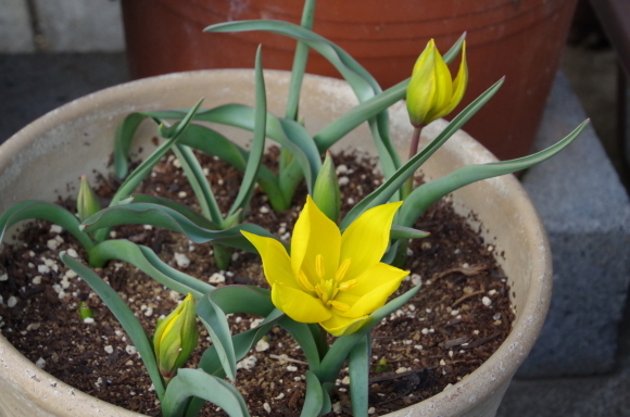 マイガーデンの色とりどりの花_b0356401_19533198.jpg