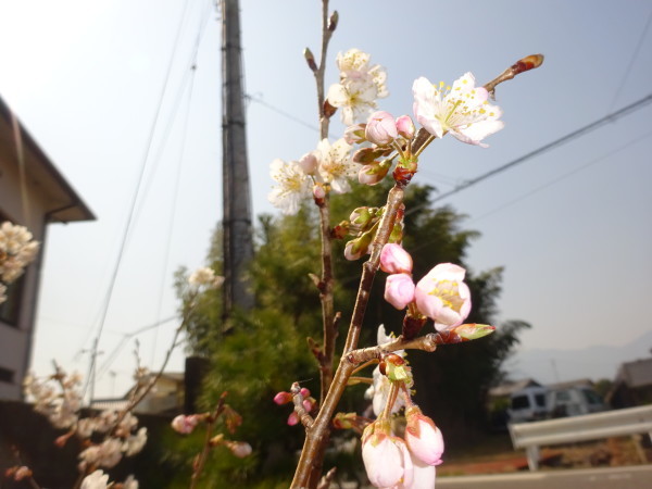 暖地桜桃の花と赤いサクランボ…2018/3/14_f0231709_02124183.jpg