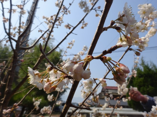 暖地桜桃の花と赤いサクランボ…2018/3/14_f0231709_02133140.jpg