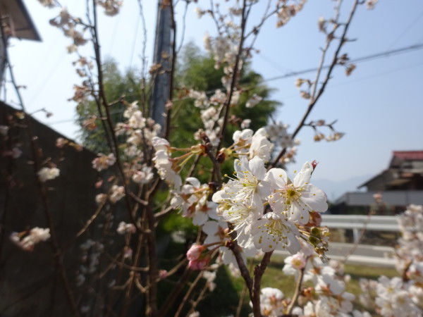 暖地桜桃の花と赤いサクランボ 18 3 14 徳ちゃん便り