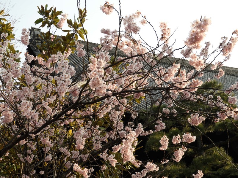 桜が始まった　三条大橋と知恩寺_e0048413_20232972.jpg