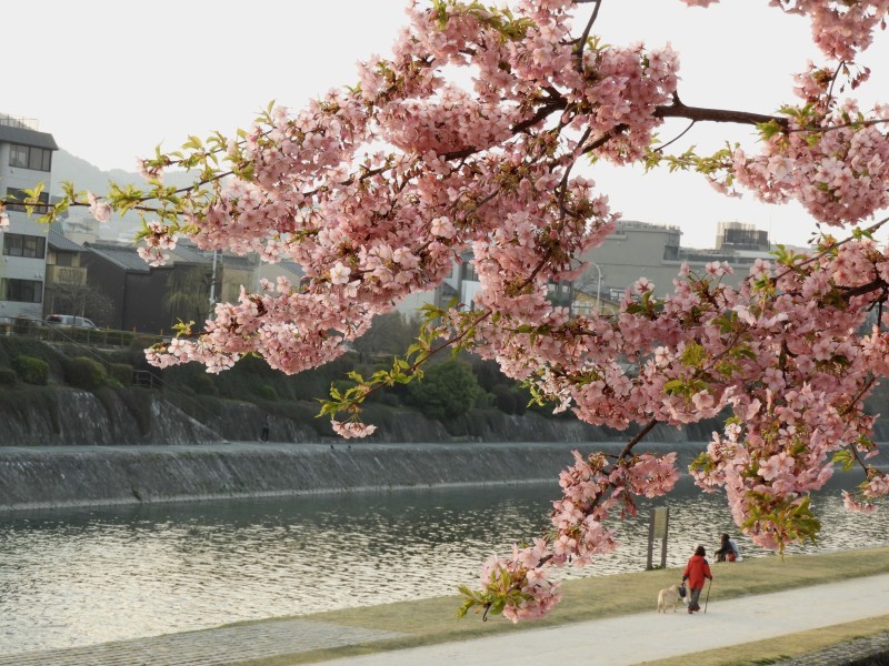 桜が始まった　三条大橋と知恩寺_e0048413_20240227.jpg