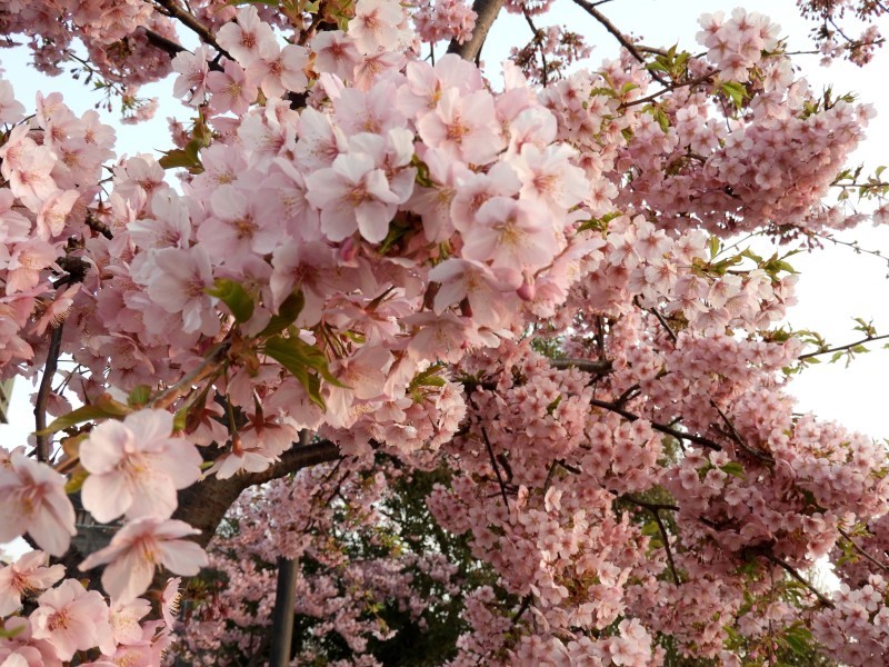 桜が始まった　三条大橋と知恩寺_e0048413_20244445.jpg