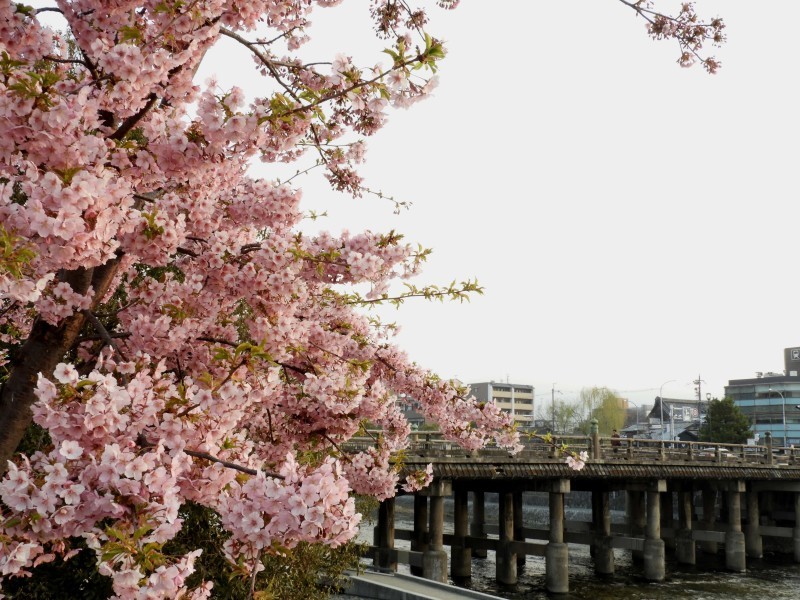 桜が始まった　三条大橋と知恩寺_e0048413_20245342.jpg