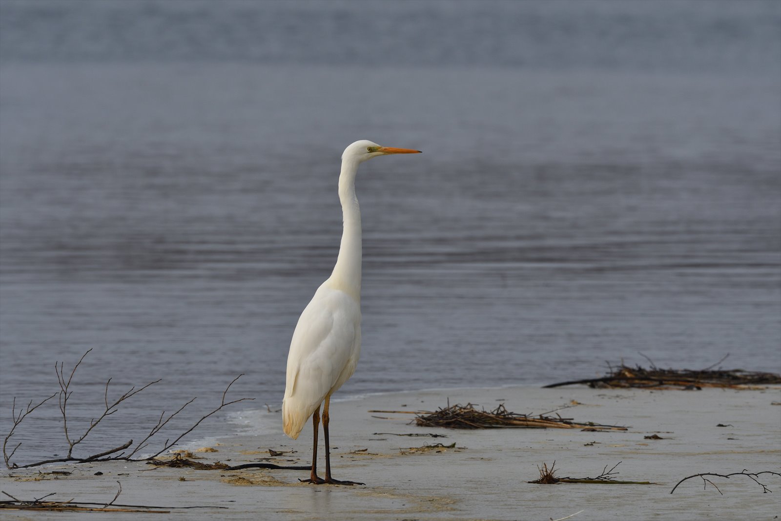 今のウトナイ湖　2018.3.14/15_a0145819_1116263.jpg