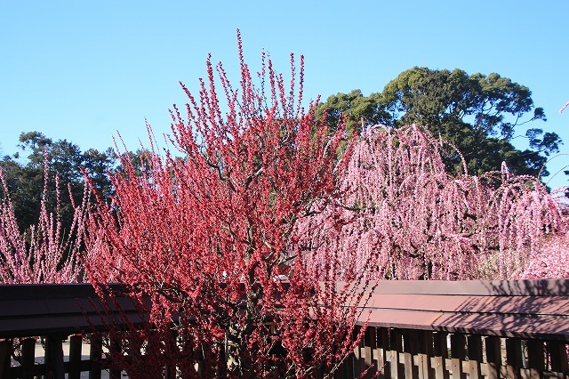 満開のしだれ梅（結城神社）（その1）（撮影：3月6日）_e0321325_15444218.jpg