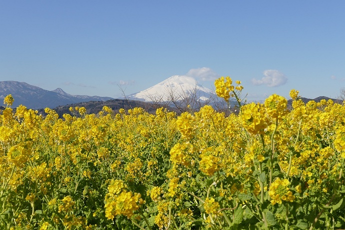 高麗山→湘南平 ＆ 吾妻山　その10_c0196928_11025408.jpg