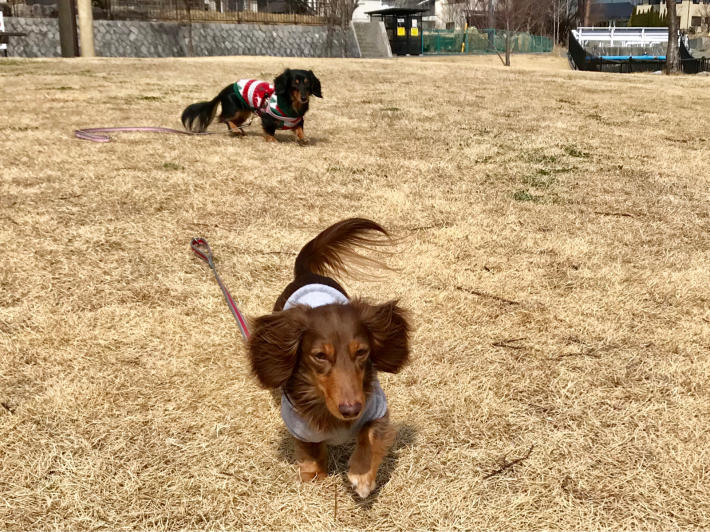 １８年３月１５日 お初の公園でるんるん！_c0117831_15520630.jpg