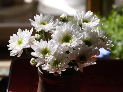 18年3月15日 花の中心が緑の菊 じゃこてんのつぶやき