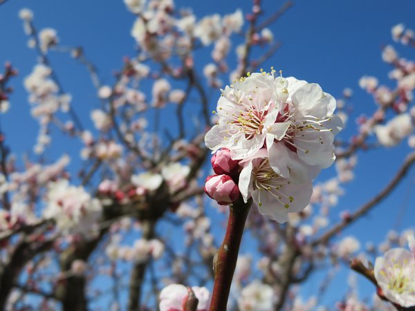 2018年3月18日　咲いた ! 咲いた ! 梅の花_b0341140_14533096.jpg