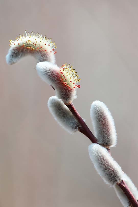 早春の花 ネコヤナギ 但馬 写真日和