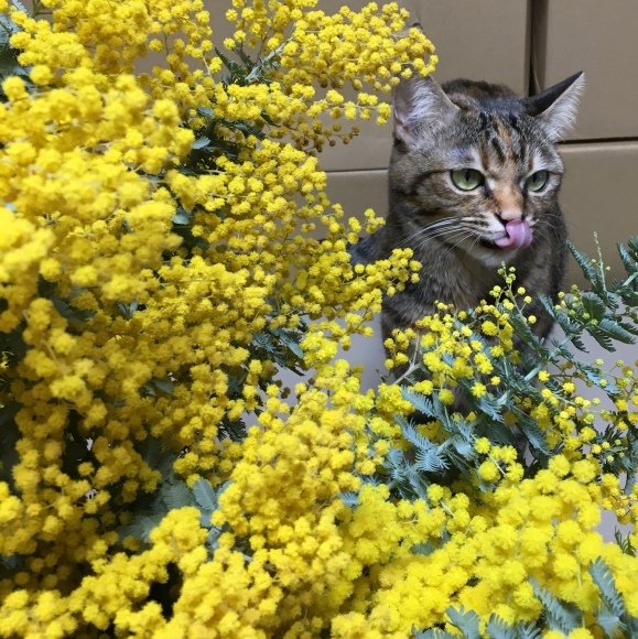 f0372445_10261059.jpeg