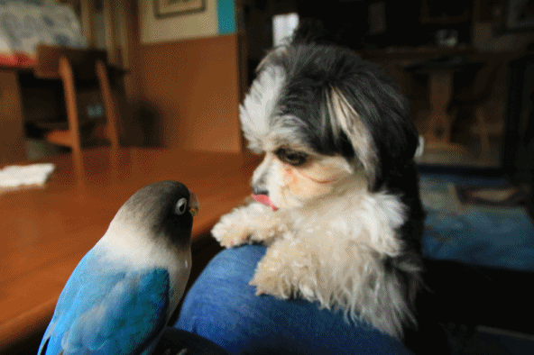 c0145250_10212874.gif