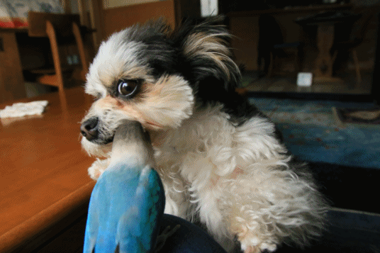 c0145250_10213888.gif