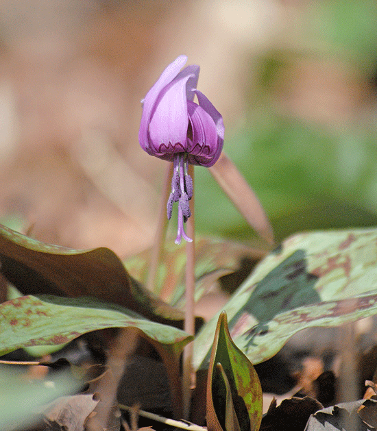 a0001354_20114515.gif