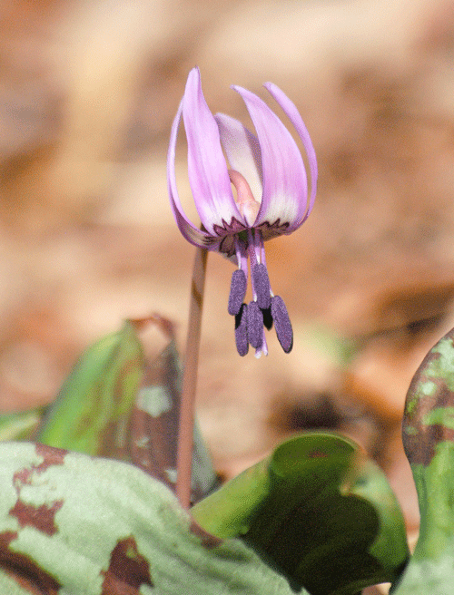 a0001354_20115683.gif