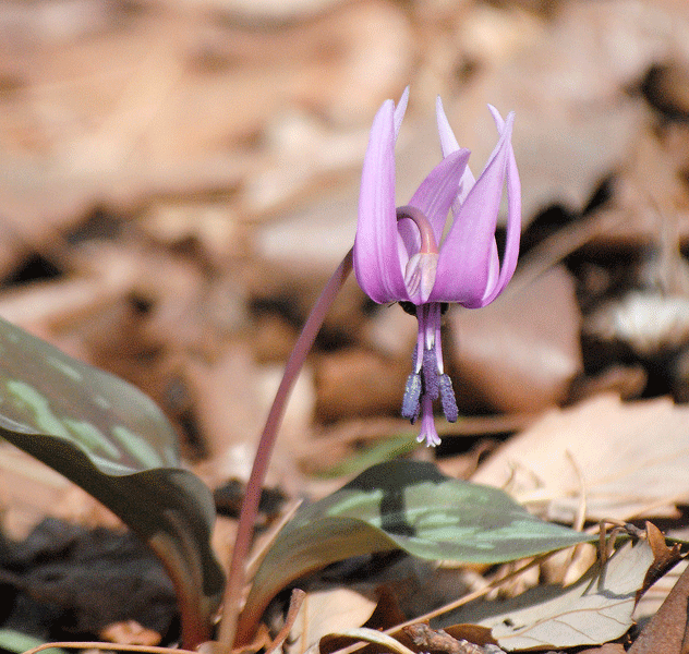 a0001354_20120505.gif