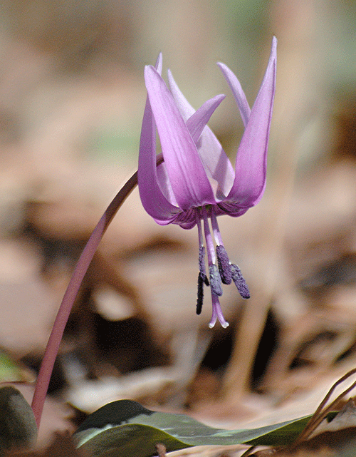 a0001354_20121833.gif