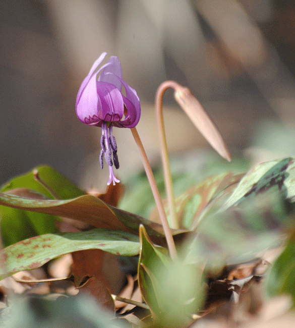 a0001354_20125645.gif