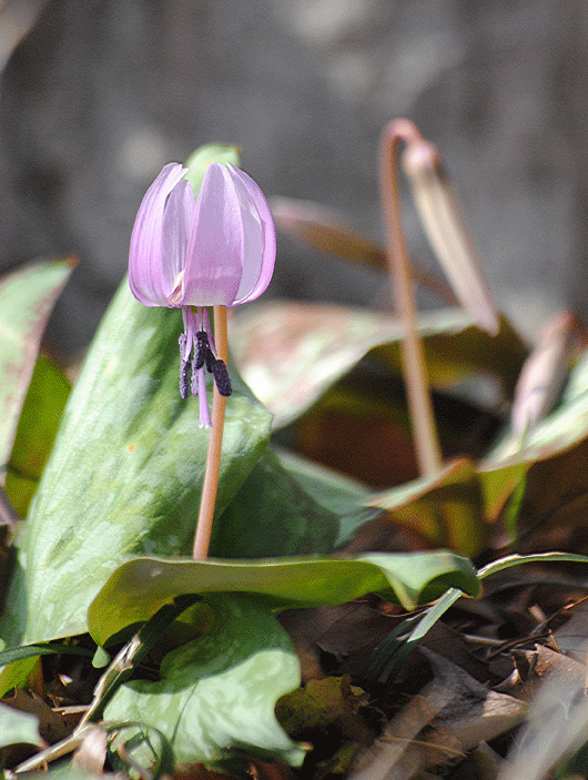 a0001354_20131719.gif